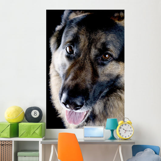 Dog Black Closeup Wall Mural