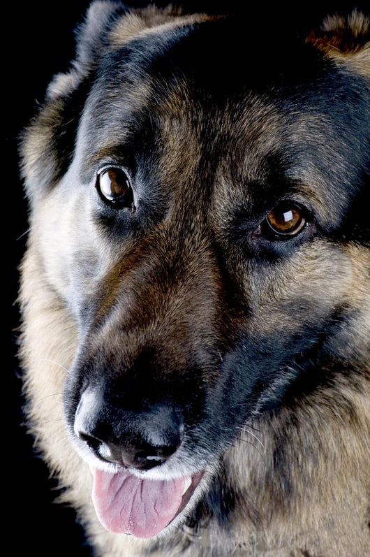 Dog Black Closeup Wall Mural