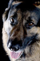 Dog Black Closeup Wall Mural