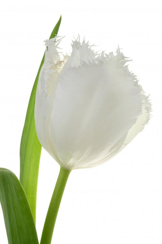 White Tulip Wall Decal