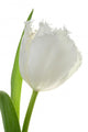 White Tulip Wall Decal
