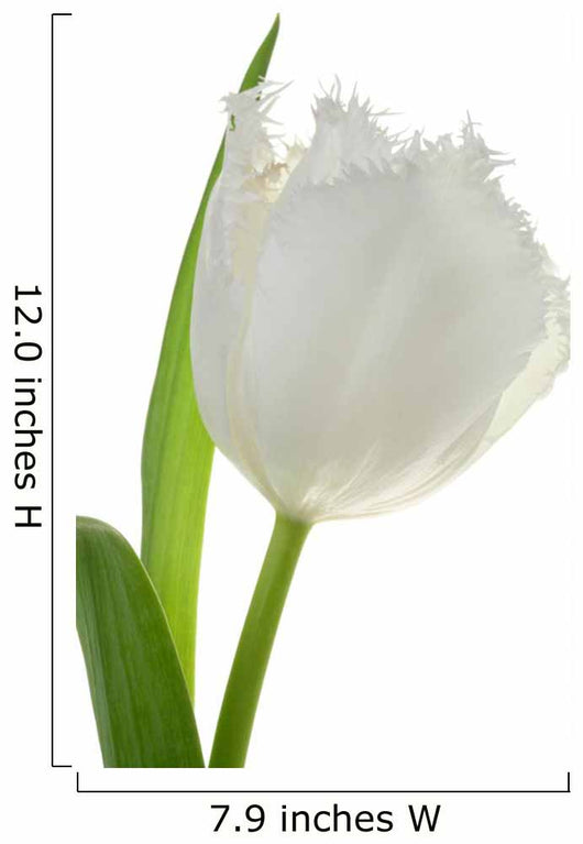 White Tulip Wall Decal
