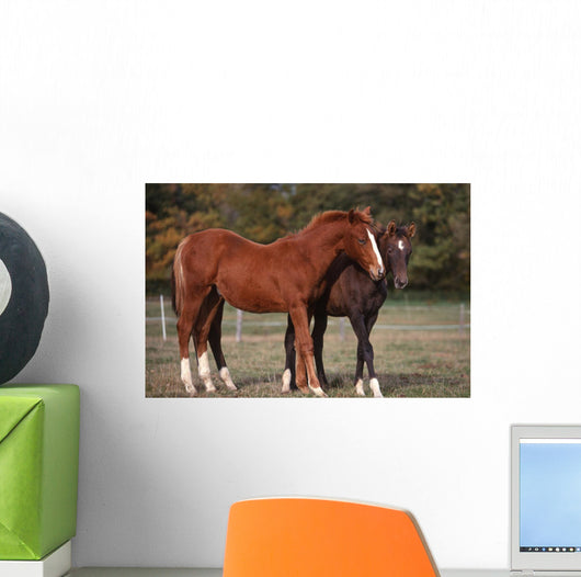 Couple Chevaux Race Trakehner Wall Mural