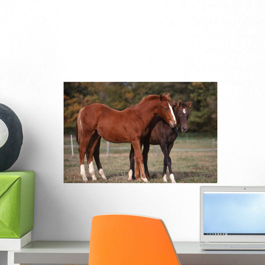 Couple Chevaux Race Trakehner Wall Mural
