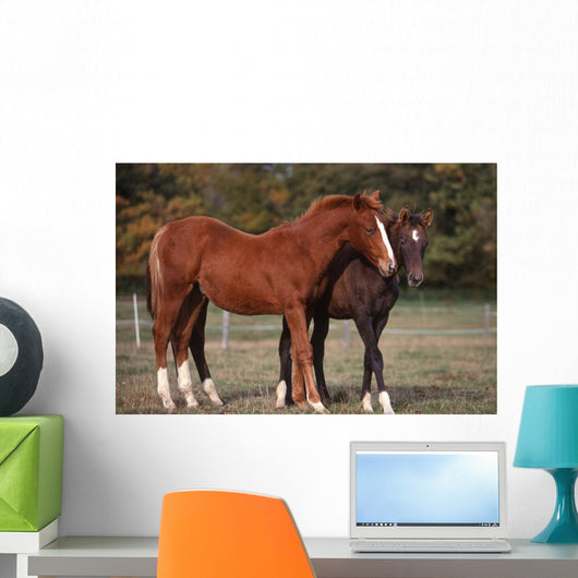 Couple Chevaux Race Trakehner Wall Mural