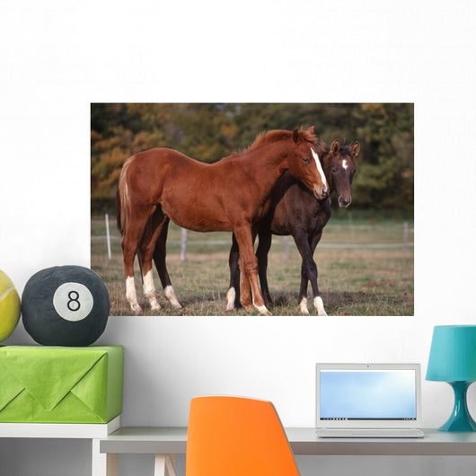 Couple Chevaux Race Trakehner Wall Mural