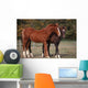 Couple Chevaux Race Trakehner Wall Mural