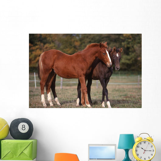 Couple Chevaux Race Trakehner Wall Mural