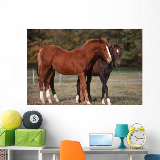 Couple Chevaux Race Trakehner Wall Mural