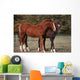 Couple Chevaux Race Trakehner Wall Mural