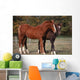 Couple Chevaux Race Trakehner Wall Mural