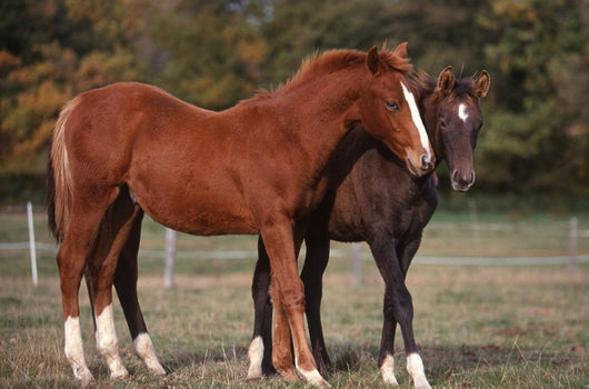 Couple Chevaux Race Trakehner Wall Mural