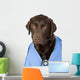 Shot of Dr Labrador with Copy Space Wall Decal