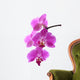 Orchid Wall Decal