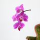 Orchid Wall Decal