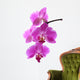 Orchid Wall Decal