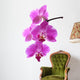 Orchid Wall Decal