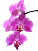 Orchid Wall Decal