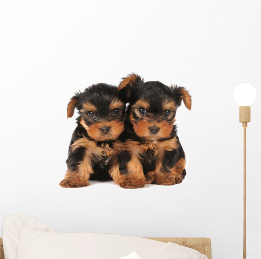 Two adarable puppies Wall Decal