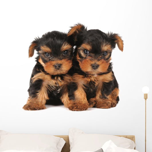 Two adarable puppies Wall Decal