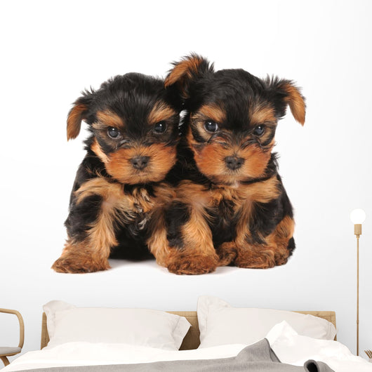 Two adarable puppies Wall Decal