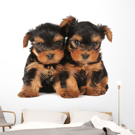 Two adarable puppies Wall Decal