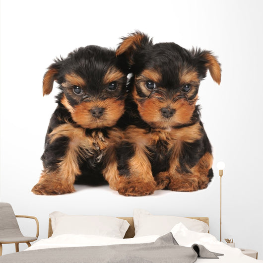 Two adarable puppies Wall Decal