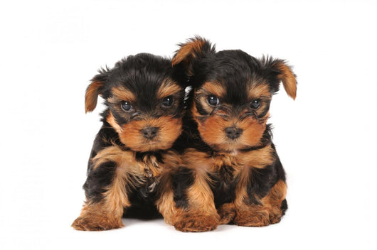 Two adarable puppies Wall Decal