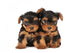 Two adarable puppies Wall Decal