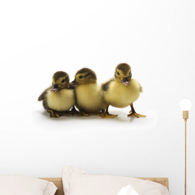 Ducklings Wall Decal shown on a wall