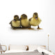 Ducklings Wall Decal