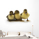 Ducklings Wall Decal