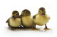 Ducklings Wall Decal