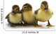 Ducklings Wall Decal