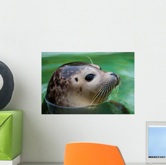 Harbor Seal Wall Mural
