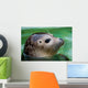 Harbor Seal Wall Mural