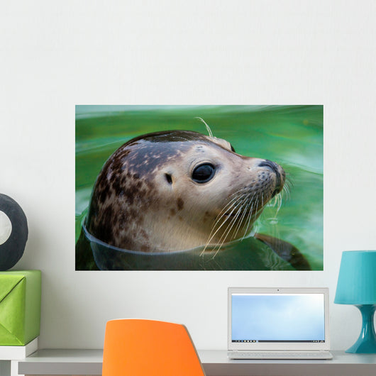 Harbor Seal Wall Mural
