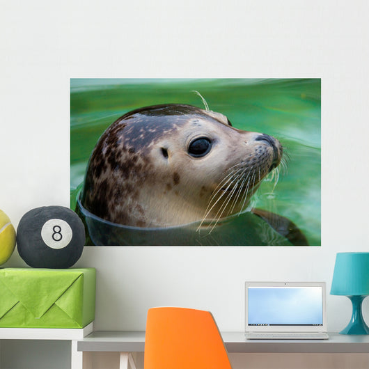 Harbor Seal Wall Mural