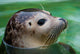 Harbor Seal Wall Mural