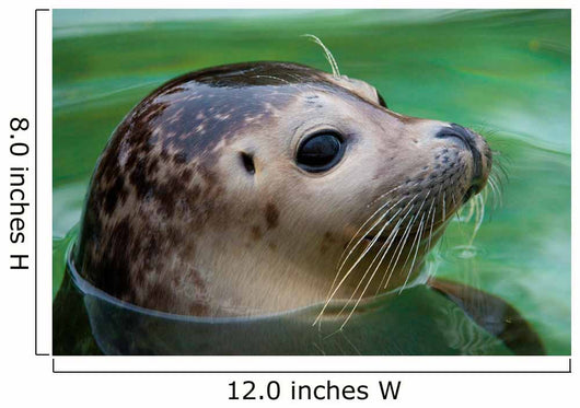 Harbor Seal Wall Mural