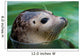 Harbor Seal Wall Mural