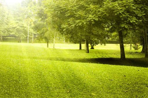 Green Field Landscape with Wall Decal