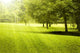 Green Field Landscape with Wall Decal