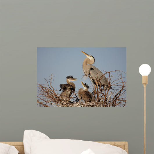 Great Blue Heron With Babies Wall Mural