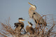 Great Blue Heron With Babies Wall Mural