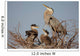 Great Blue Heron With Babies Wall Mural