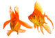 Goldfish Wall Mural