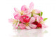 Spring cherry flowers Wall Decal