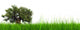 3d green grass with a natural brown baobab tree Wall Decal