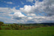 Odenwald Wall Decal
